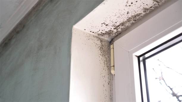 Best Mold Remediation for Specific Building Types in Lakefield, MN